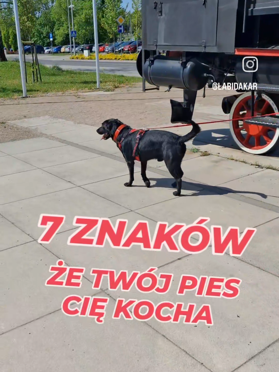 W ostatnim czasie odchodzą nasi Psyjaciele, którzy byli dla nas inspiracją od poczatku stworzenia naszego profilu 💔😭 Jednym z takich Psyjaciół był @miro_z_polsky 💔💔 Po raz kolejny pękło nam serce 😪 Dziś publikujemy rolkę ku Jego pamięci - rolkę, która zainspirowana była dźwiękiem Mirusia i która tak bardzo przypadła Wam do gustu 💔💔  Miro, Macho - nie mówimy żegnajcie, bo jeszcze kiedyś się zobaczymy 💔💔 Śpieszcie się kochać Wasze Psiaki, bo niestety tak szybko odchodzą 💔💔💔 #psiamiłość  #piesek  #piesmojamiloscia  #kochammojegopsa  #miłość  #pieskiezycie #labrador  #czarnylabrador  #doglovers 