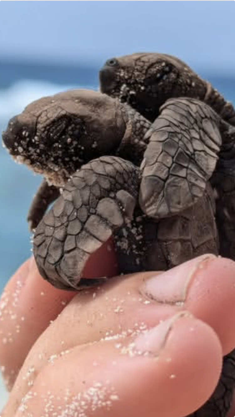 A total of 180 hawksbill turtle hatchlings released from our hatchery after being rescued from a beach that experiences severe erosion 🐢 #marinebiologist#marinebiologistjob#turtleconservation#conservation#ocean#islandlife#seychelles