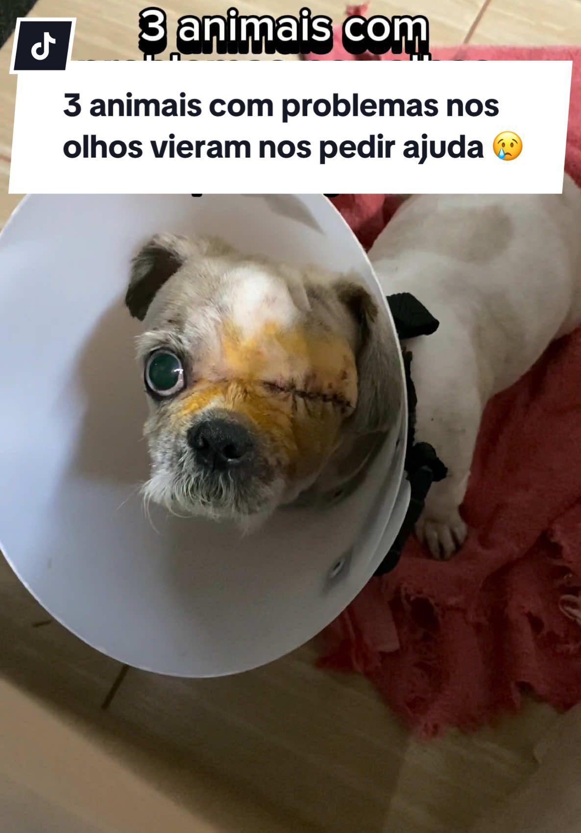 3 animais com problemas nos olhos vieram até nossa casa nos pedir ajuda 😢 Cirurgia de enucleação em cães e gatos 👁️  #cachorro #cachorros #cachorrosdotiktok  #cachorrosfofos #cachorrosnotiktok #cachorrofofo #blueheeler #blueheelers #shihtzu #shihtzubrasil #gato #gatos #gatostiktok #veterinaria #veterinario 