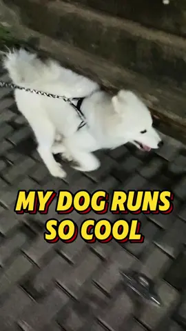 My dog runs so cool! #dog #dogsofttiktok #viralvideo #samoyedpuppy #fyp #pet #PetsOfTikTok #puppytok #dogtok #puppylifebelike #babydoggy #samoyedo #samoyed #puppydog #babydog #puppy #samoyedsoftiktok #puppylife 