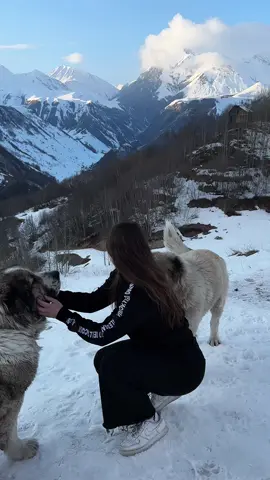 🏔️🐺