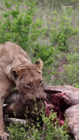 Witnessing the raw power and instincts of a lioness as she pulls and devours her hard-earned giraffe kill #krugernationalpark #safari #lions #bigcats #animals #southafrica #wildlifephotography #Outdoors #travel #explorepage #naturephotography #photographer #africanwildlife #yourshotphotographer #instagood #localislekker #lionlover #chasingafrica #lionsofafrica #wildlifematters #natgeowild #africageographic #waowafrica #catsoftiktok #canon #onlyafrica #wildlifeseekers #leopardsandskrugerpark #videooftheday #video #tiktok 
