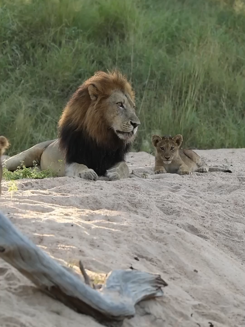 Heartwarming Moments: Lion and Lioness Bond with Their Cubs#LionFamily #WildlifeMoments #AnimalLove Witness the beauty of family in the animal kingdom as a lion and lioness share tender moments with their adorable cubs. From playful interactions to loving cuddles, this is a rare glimpse into the softer side of the king of the jungle. #NatureLovers #PlanetEarth #WildlifeVideos #LionKingdom