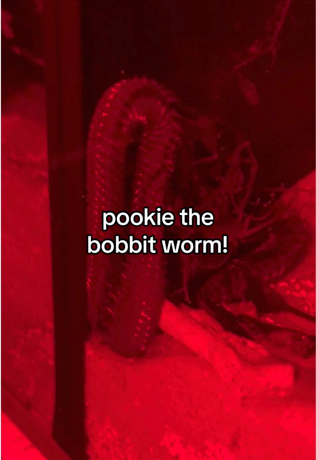 some footage i’ve got of my bobbit worm, pookie, over the last few days. she’s made a tunnel but i’m not sure where her head is poking out. each night i’ve been sitting and watching to see if she will give me a clue 😂 #pookiethebobbitworm #bobbitworm 