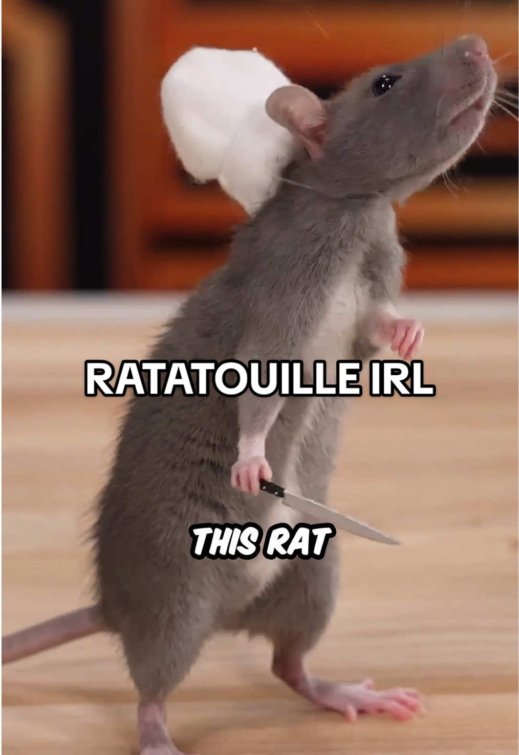 Ratatouille IRL #ratatouille 