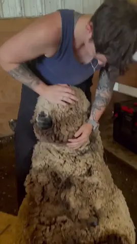 #animais #viral 