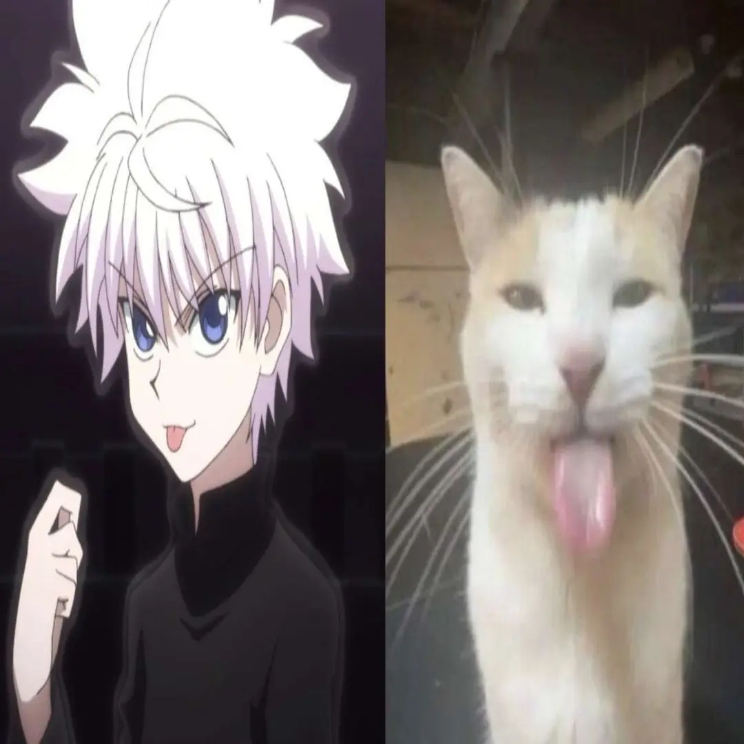 Silly killua :33 (repost for the 3rd time 💔💔😭) #hxh#hunterxhunter#killua#killuazoldyck#silly#cat#kitty#fy#fyp#viral