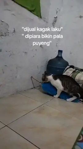 cape bgt😩 #cat #fy #catlover #foryou 