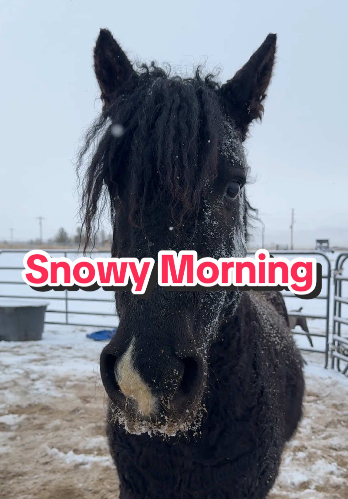 Curly horses are made for snow❄️☃️#stallion #stud #blackhorse #curlyhorse #curlyhairs #horse #horse #breeder #curl #snow #winter #cold #foryou #4upage #4youpage #viral #trending #blackownedbusiness #ranchlife #creatorsearchinsights 