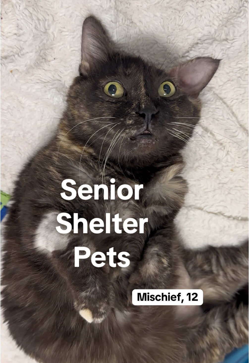 Don’t forget the seniors 🧡 Available for adoption at our shelter in West Palm Beach, FL