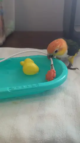 Rubber duckies deserve 5-star spa treatment too! 🛁 Watch Mojo channel his inner bath-time expert and show his duck how it's done. 💦 Who knew bath time could be this adorable? 🐤 See more of Mojo and the flock's hilarious antics on our website! Click the link in bio or visit [yourwebsite.com]. Don't miss out on the magic! ✨ #MojoMagic #BathTimeFun #CaiqueLife #BirdLovers #RubberDucky #AdorablePets #BirdPersonality #PetBirds #FlockGoals #AnimalLovers #FunnyBirds