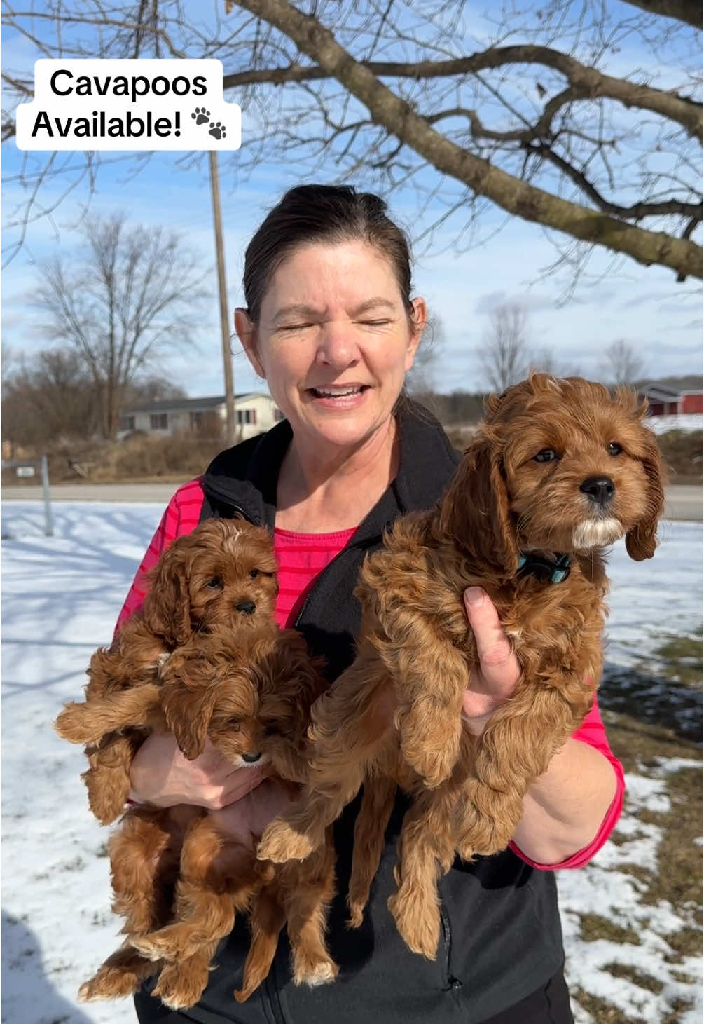 We have cavapoos looking for their forever homes! 🥰🐾#cavapoo #puppy #cavapoopuppies #fyp #foryoupage #fypシ #foryou 