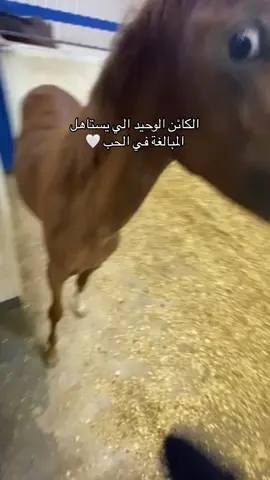 تتفقو ؟+الاغنيه مو عاجبتني بس يمشيها #خيل_وخياله🐎 #مزرعة_بوابة_الحجاز #خيالات_مكة 