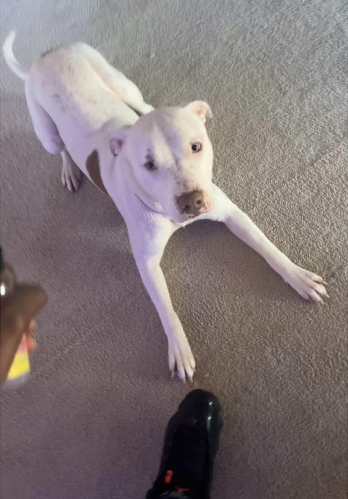 Bath time with Wiggles  #ThatsJames #IceCream #dogsoftiktok #fetchfrenzy #zoomies #dogsvideo #pitbullsoftiktok #fyp #fypシ #sunday #bathtime #fosterdog 