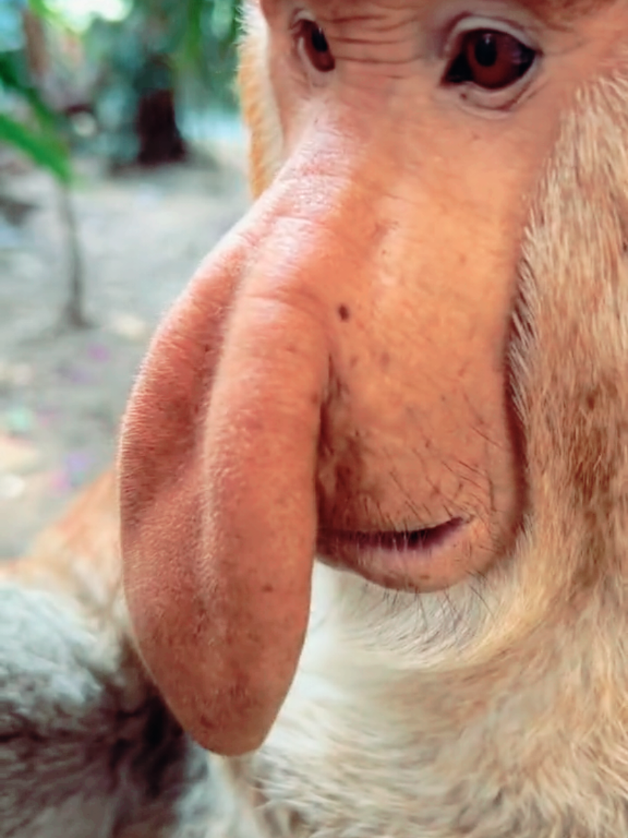 Proboscis Monkey Amazing  video. #Chimelong Proboscis Monkey Nakula #Come to Chimelong and have fun #Chimelong Long Wildlife World #OriginalVideo #长隆长鼻猴 纳库拉#来长隆放开玩 #长 隆野生动物世界 #原创视频 