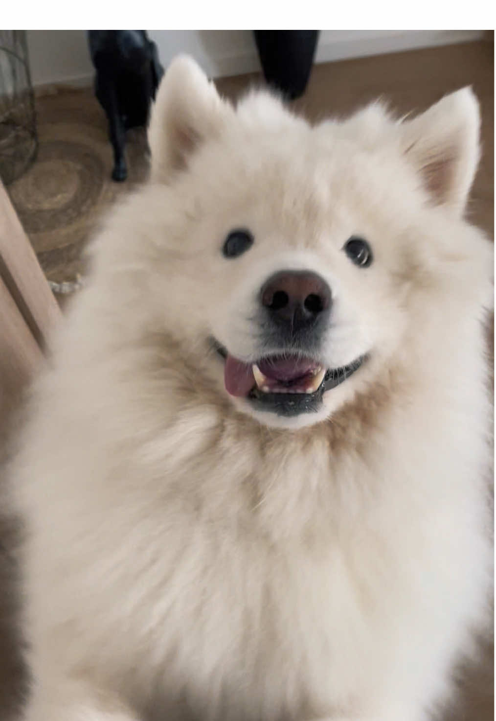 🤍🤍🤍  #dog #samoyed #Love #animal 