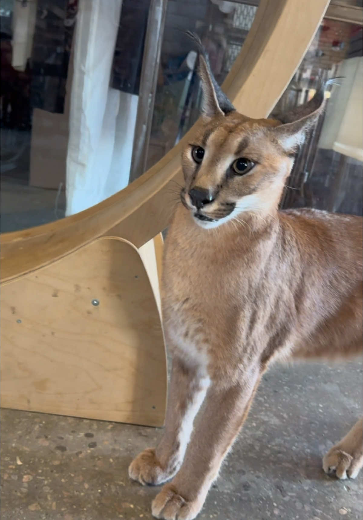 Roy is very vocal #caracal #каракал #floppa #bigcat #cutecat #tiktokcats
