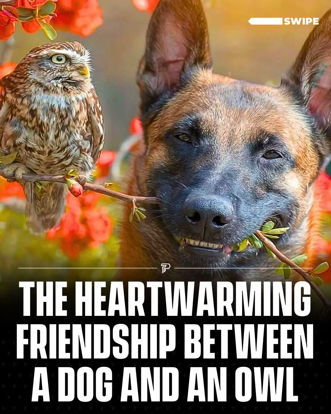 Tanja Brandt, a professional animal photographer from Germany, has beautifully documented the unique friendship between her Belgian Shepherd dog, Ingo, and various owls, most notably Poldi.  Her photographs capture intimate moments that highlight the deep bond between these unlikely companions. Brandt’s approach involves showcasing the animals in natural settings, often bathed in soft, golden light, which enhances the warmth and affection evident in their interactions.  #RoadTo17Million #Pubity  (Via: IG/@tanja_brandt)