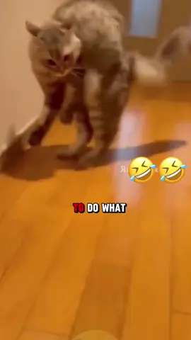 😂😂😂 #voiceover #PetsOfTikTok #dogsoftiktok #catsoftiktok 