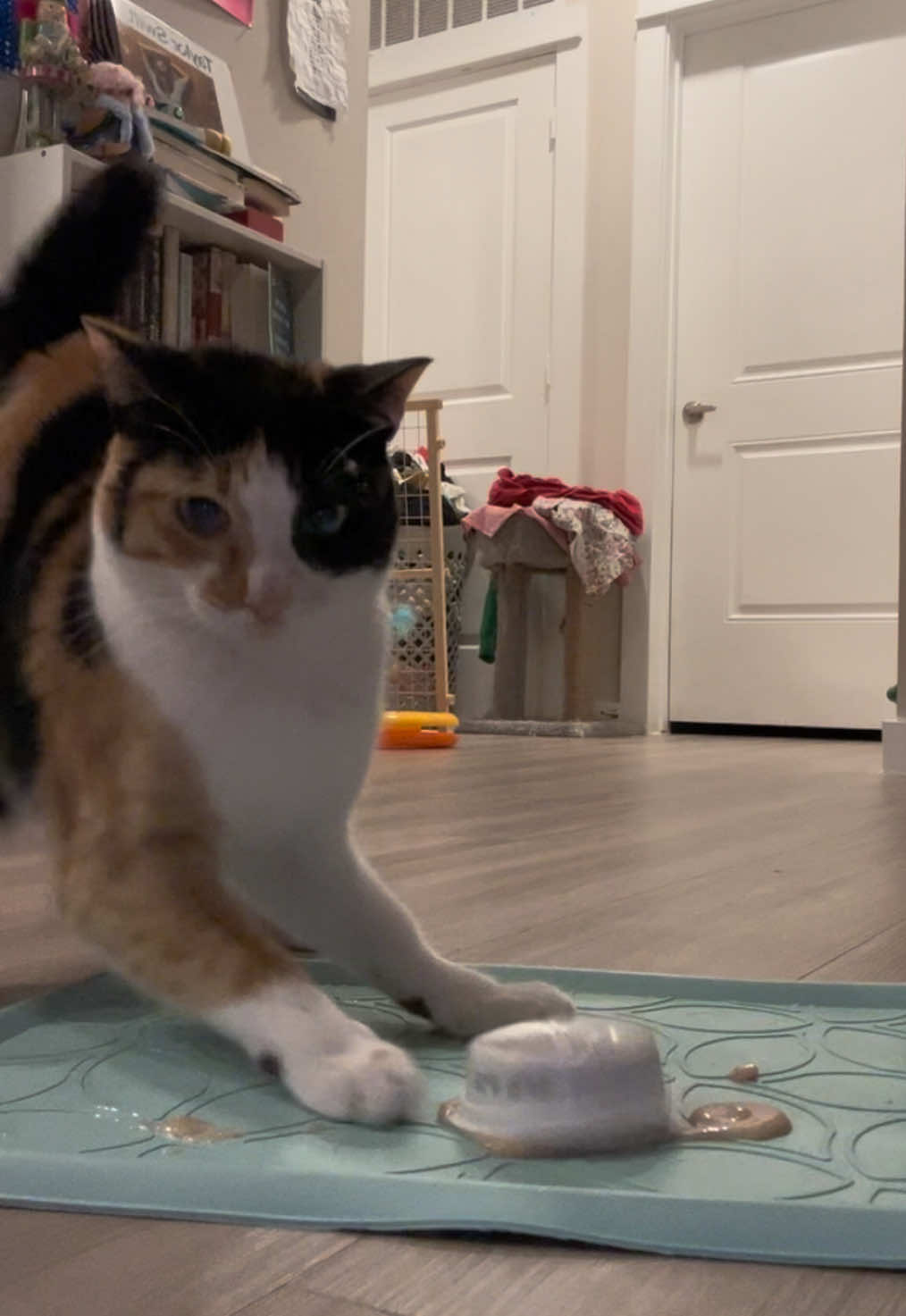 Shakey spills her treat…. She will find a way to be a messy eater 🤧🎣 #cat #wobblycat #ch #cerrebellarhypoplasia #weirdcat #funnyvideo #funnycat #specialneeds #asmr #fail 