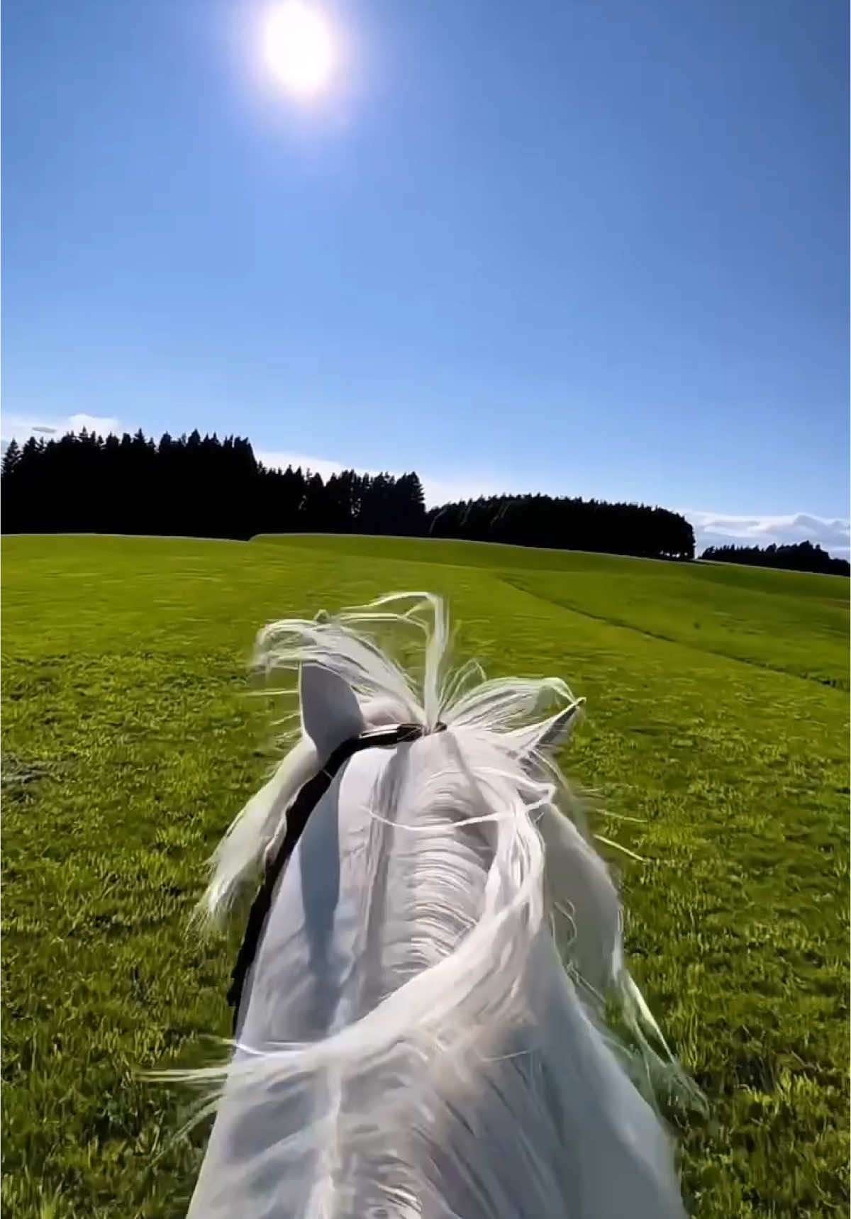 ✨ The beauty of nature meets the grace of a white horse 🐎🌿 “When a white horse runs through green fields, it feels like freedom in motion.” 💚 . . . #Horses #WhiteHorse #NatureBeauty #HorseLovers #Equestrian #RunningFree #MajesticHorses #HorsePhotography #NatureLovers #GreenFields #GracefulHorse #horsepassion 