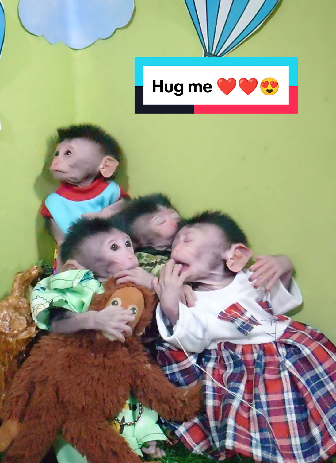 please Hug me ❤️ 😍 ❤️ #monyet #monkey #animallover #monyetcantik #animalsoftiktok #animallove #monyetlokal #viral #fypシ゚ #monyetlucu #beruktiktok #real #berukkesayangan #beruk 