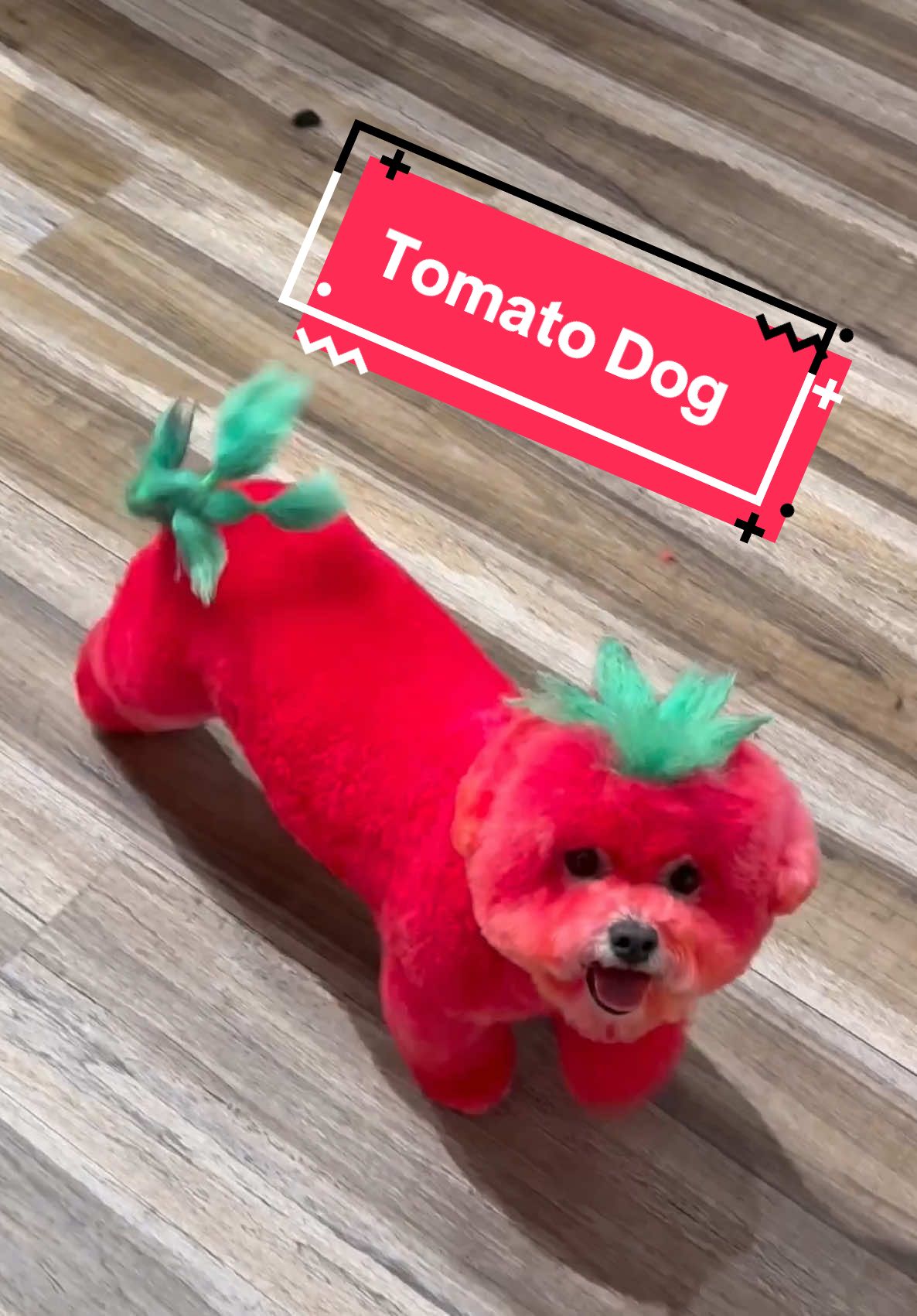 Tomato Lacey! #cutedog #doggrooming 