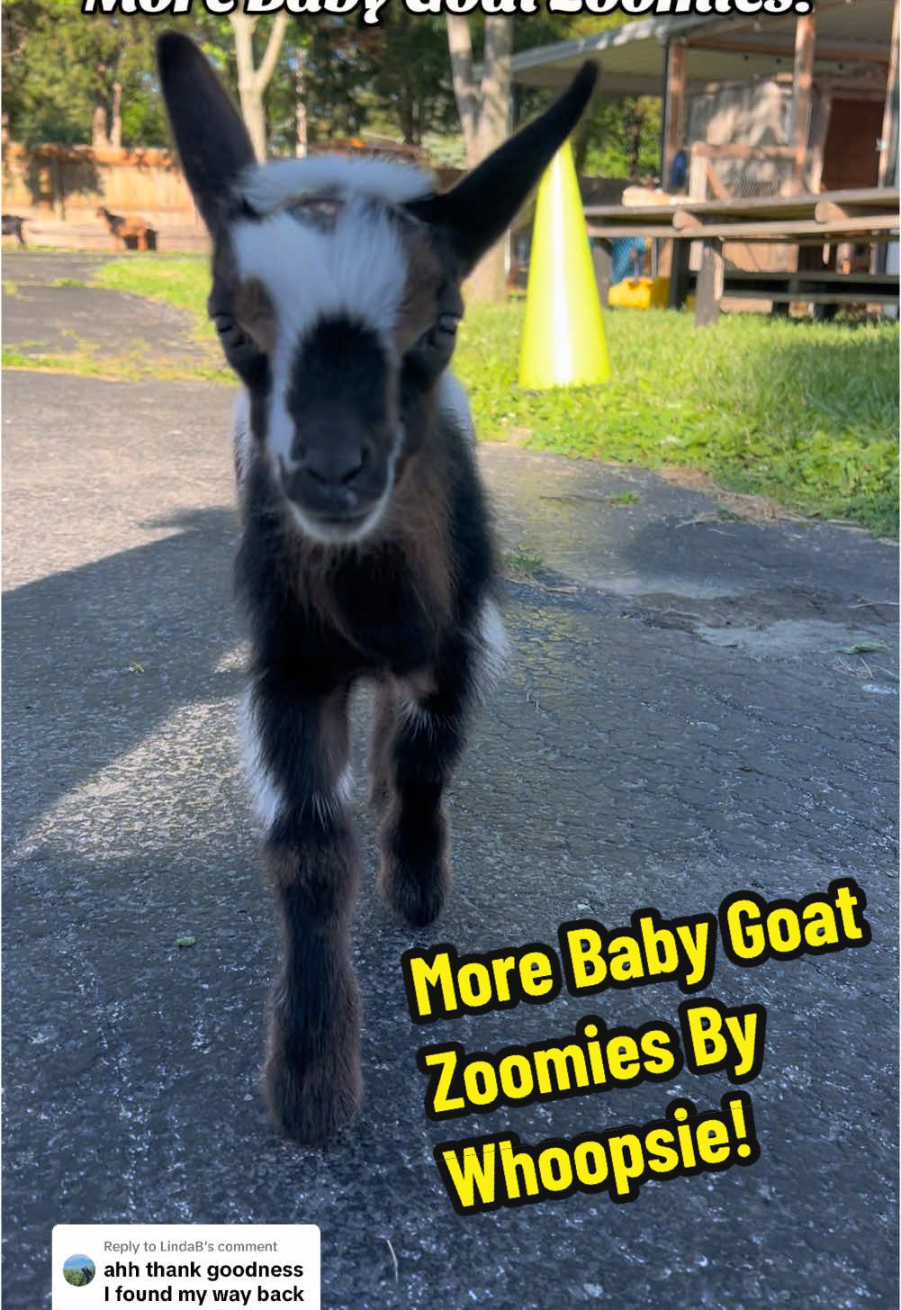 Replying to @LindaB More Baby Goat Zoomies By Nigerian Dwarf Goat, Whoopsie! #creatorsearchinsights #foryou #fyp #nigeriandwarfgoats #peekaboo #funnyanimals #kendricklamar #babygoats #goats #goatsoftiktok #PetsOfTikTok 