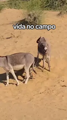 #videosdeanimaisdefazenda #dankey #jumento