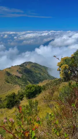 snapshot of merbabu😍😍#merbabu#merbabuviasuwanting #mountain #nature #adventure #travelingindonesia 