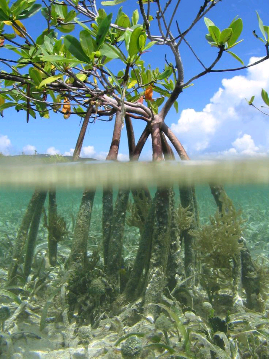 Exploring the hidden world beneath the mangroves—where life thrives in the quiet depths. This is home to so many creatures. Let’s keep it clean and protect this precious place. #MangroveConservation #UnderwaterWorld #ProtectNature #EcoFriendly #MarineLife #saveouroceans #MangroveForest #WildlifeProtection #NatureLovers #OceanConservation #Biodiversity #PreserveOurPlanet #SustainableLiving #environmentalawareness #fiji #loveandnature #fijiisland #islandlife 