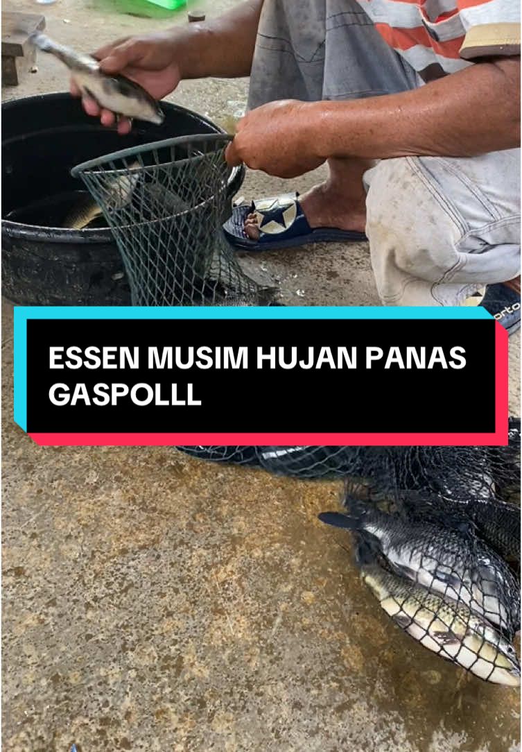 ESSEN MUSIM HUJAN PANASS GASPOLLL #jelajahgajian #essengacor #essen #essenrajapodium #fyp #kolampancing #umpan #umpanmancing #mancing #essenpengumpulikan #essenikan #ESSEN #essenbabon #umpanikanmas #resepumpanikanmas 