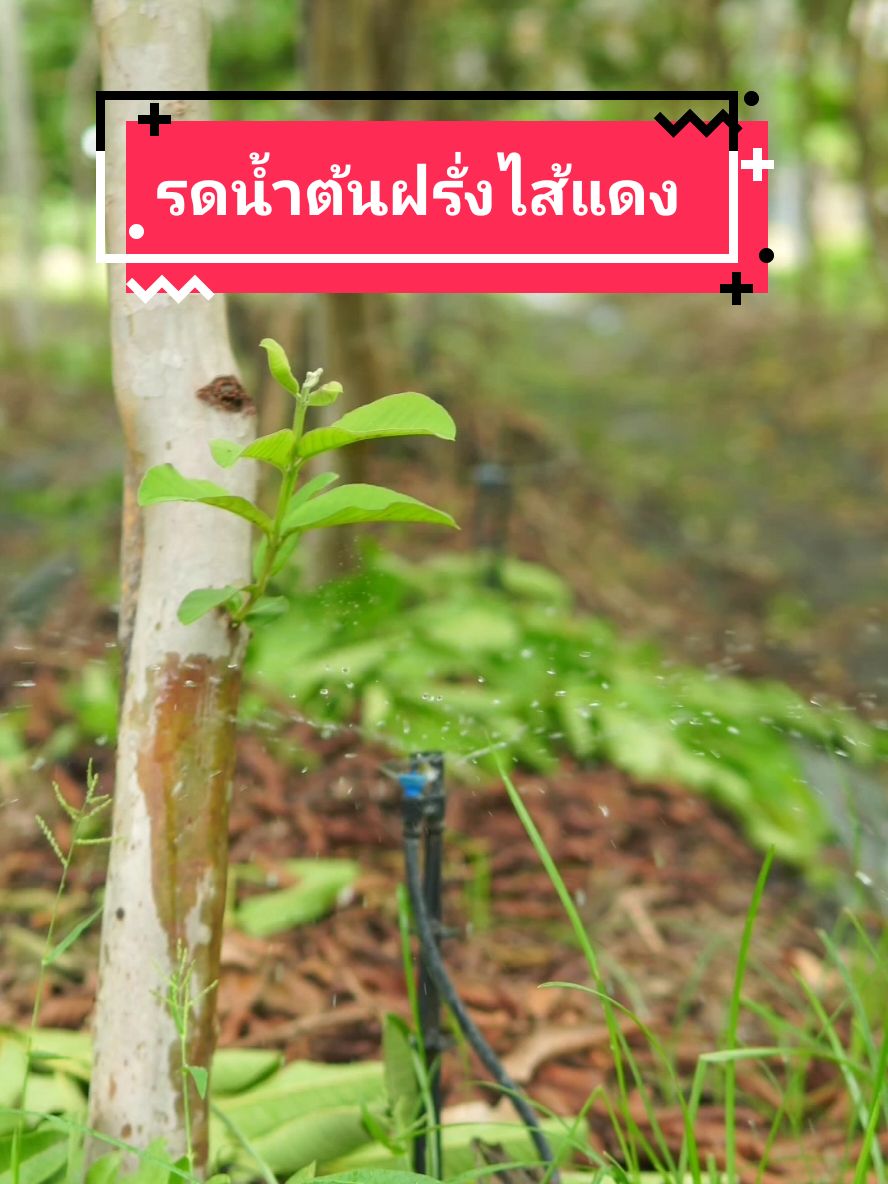 รดน้ำต้นฝรั่งไส้แดง #ฝรั่งไส้แดง #ฝรั่งผลแดง #วิธีปลูกฝรั่ง #TheFarmersTigTokGF #TheFarmersไม้ผล #พี่ต้อมเกษตรปลอดสารพิษ 