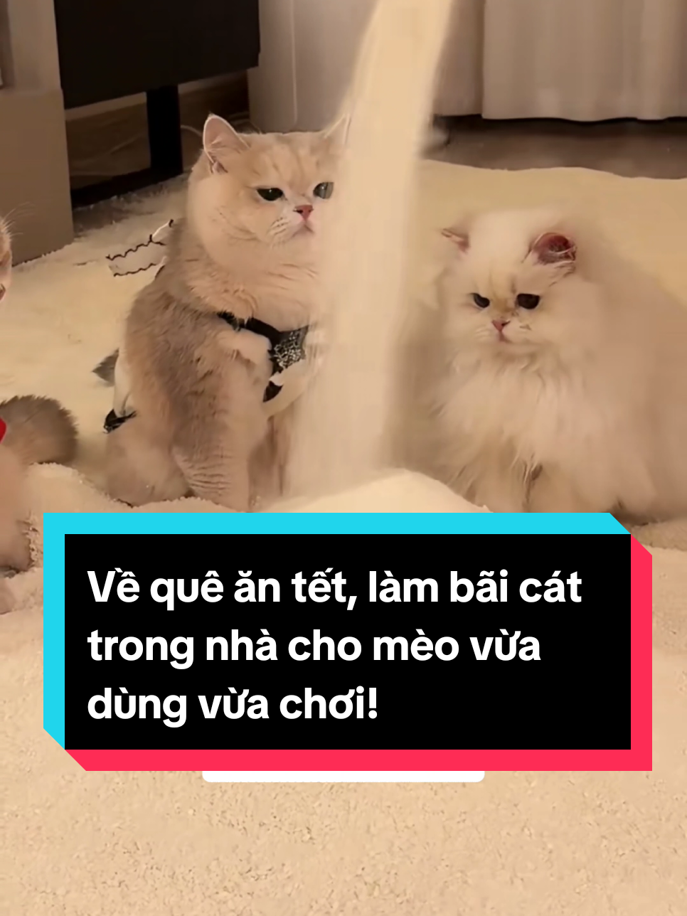 Về quê ăn tết, làm bãi cát trong nhà cho mèo vừa dùng vừa chơi! #mèo #meow #mèocam #đángyêu #dễthương #xuhuong #trending #thinhhanh 