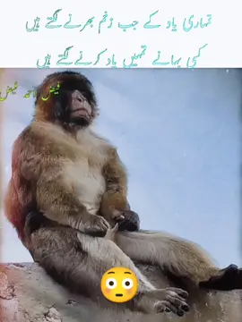 تمہاری یاد کے زخم جب بھرنے لگتے ہیں کسی بہانے تمہیں یاد کرنے لگتے ہیں💔 #fyp #viral_video #foryoupage❤️❤️ #sadmoments #lover #hearthbroken #tik_tok 