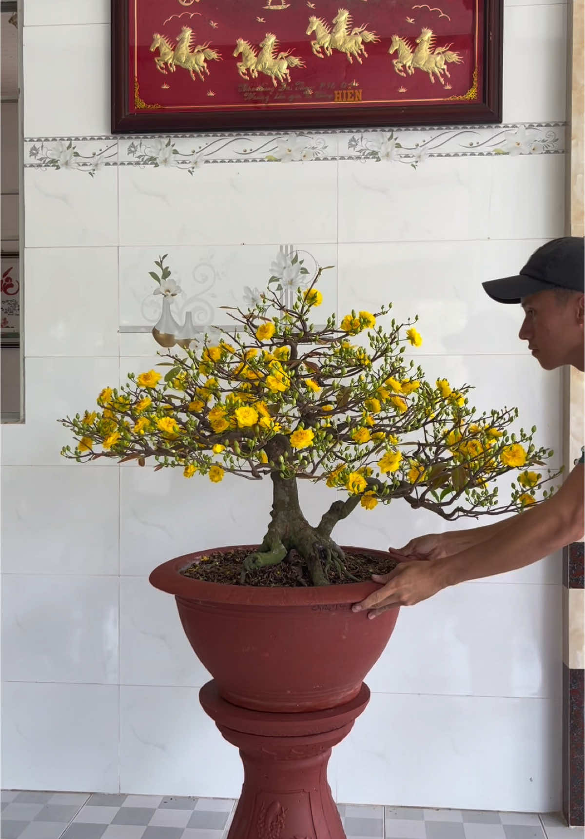 Đưa em ấy vào vị trí để tỏa sáng #phongcachbonsai #bonsaivietnam #caycanhnghethuat #ghepmaivang #maivang 