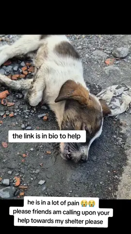 #animal #rescue #donate #dogsofinstagram #doglover #dogs #food #vegan #support #animalovers#rescueanimals #fypviral #foryoupageofficiall #socaldogs #usadogsrescue #adoptdontshop #rescuedog #usadog #adoptables #foryoupage #usadogsoftiktok #shelterdog #fypviral #rescueanimals #fypviral #foryoupageofficiall #adopted #usa #usa #fyp #usa #adopted #foryou #foryoupage #foryoupage #foryoupage #adoptables #usadogsoftiktok #shelterdog #fypシviral #fypviral #foryoupageofficiall #shelterdog #usadogsoftiktok #fypviral #rescueanimals #fypviral #foryoupageofficiall #socaldogs #usadogsrescue #adoptdontshop #rescuedog #usadog #adoptables #foryoupage #usadogsoftiktok #shelterdog #fypviral