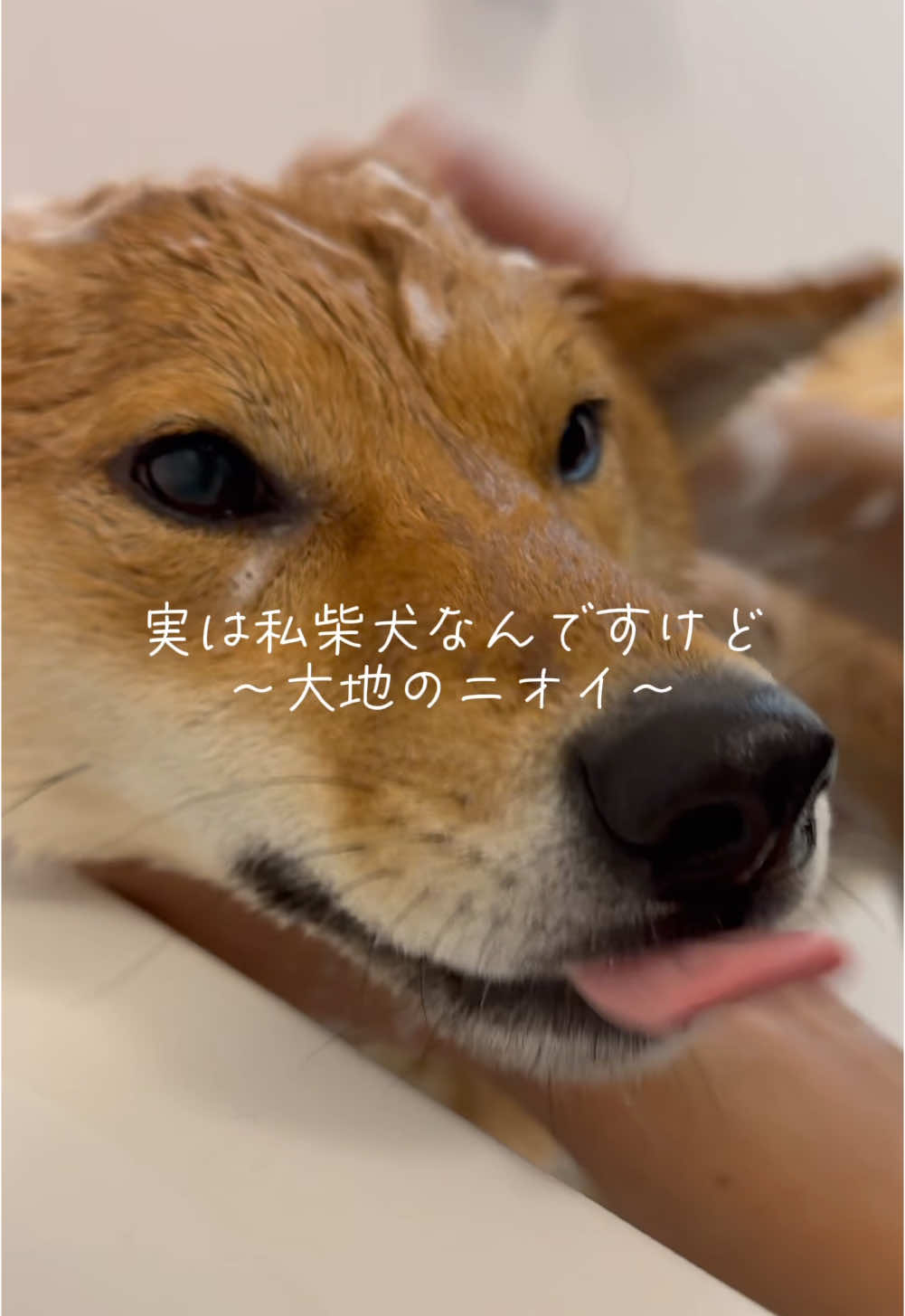 さっぱり〜🫧 #保護犬#柴犬#柴犬のいる暮らし#shibainu#shiba