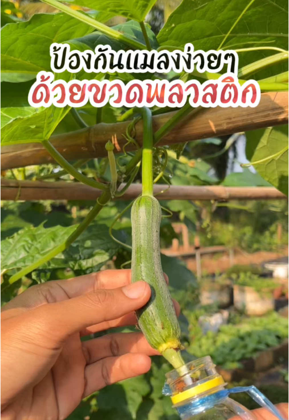 ป้องกันแมลงง่ายๆด้วยขวดพลาสติก♻️  #เกษตร #แมลงศัตรูพืช #บวบ #บวบหอม #ลดขยะ #ผักสวนครัว #ฟาร์มรู้เกษตร 