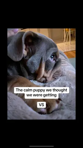 Before anyone jumps to conclusions, we know English Bulldogs are usually calm, and to be fair, Fury is super chill most of the day. But to our surprise, he also has these wild bursts of energy—and honestly, we wouldn’t have it any other way 😅 We love his little chaotic side! 💙 #maniac #crazydog #playful #naughtydog #sillydog #dogmeme #englishbulldog #lovehim 