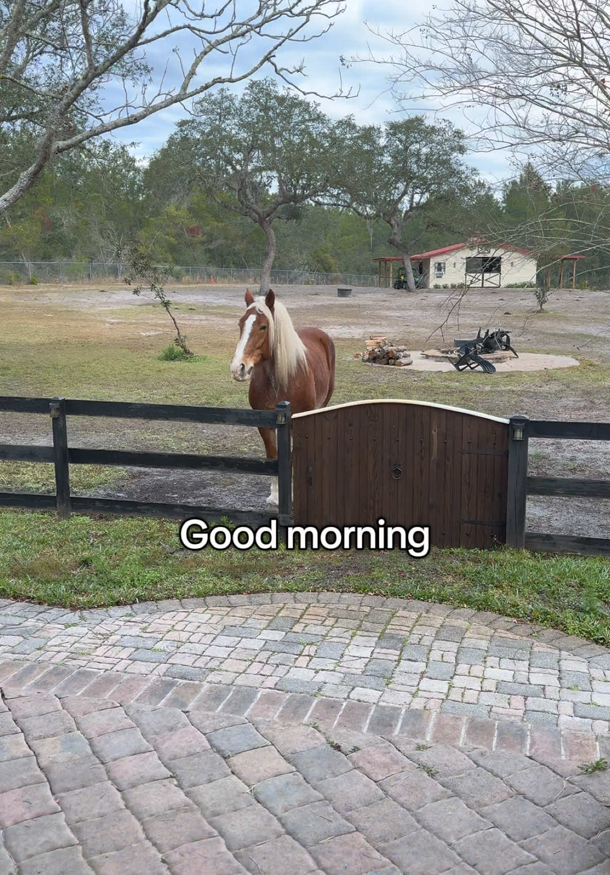 Gmorning  #horses #goodmorning #cozy