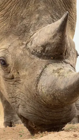 This Black or Hook-Lipped Rhino bull is the future of the species in Zimbabwe - he has sired several beautiful babies on Imire! 🦏🙌🏻