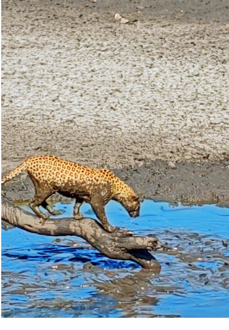 Leopard finds him a muddy catfish