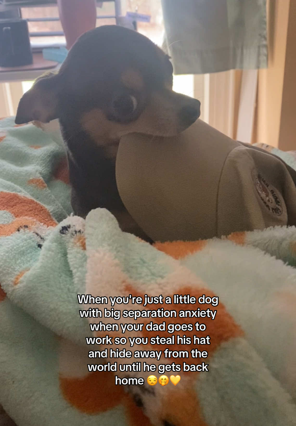 Chi's are definitely a different kind of dog 😆 #fypage #foryoupage #fyp #dog #dogs #dogsoftiktok #doglover #doglife #dogmom #chihuahua #chihuahuastiktok #cutedog #cuteanimals 