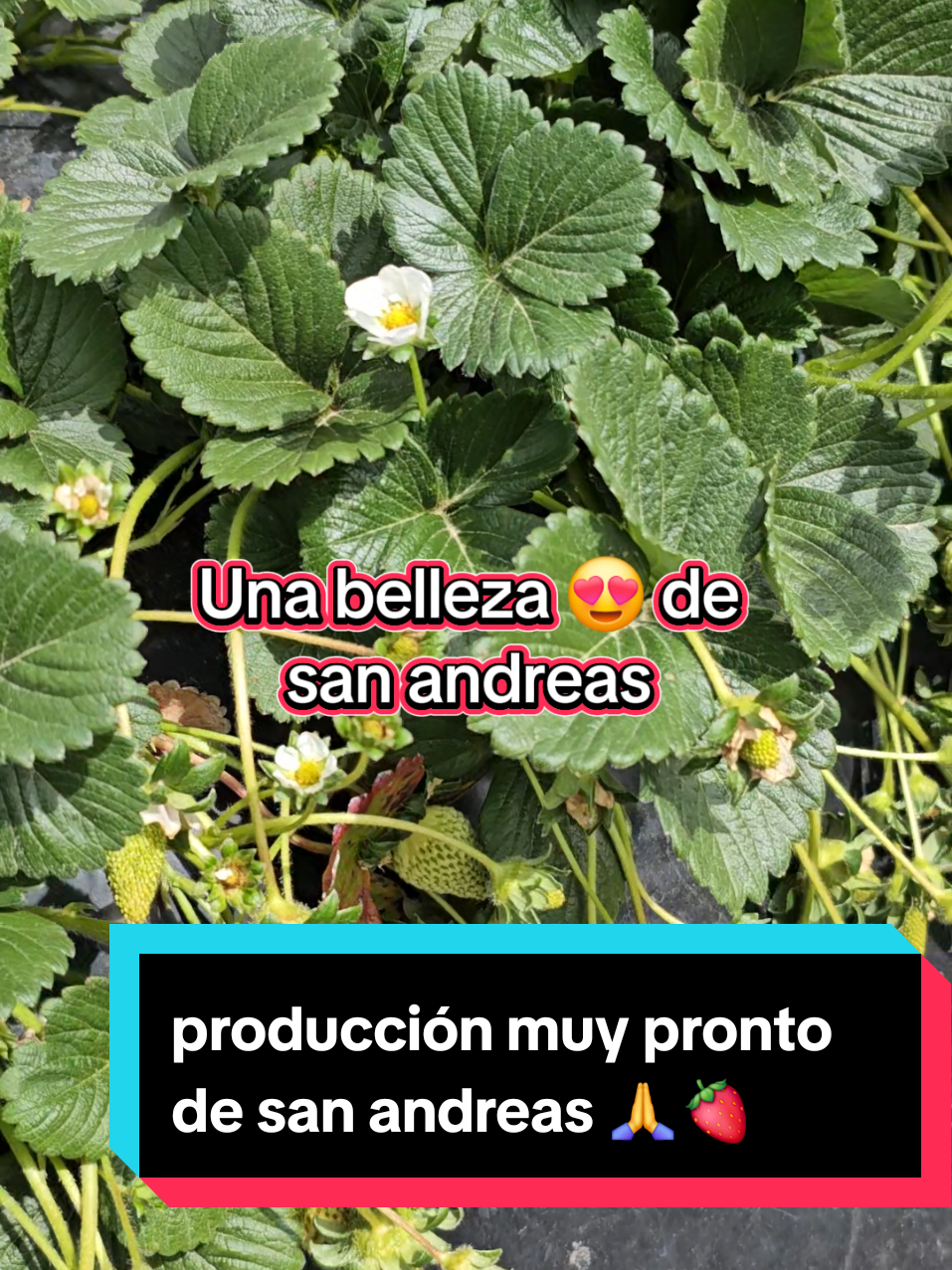 la nobleza del esfuerzo diario escríbenos un mensaje si quieres más información de semillas de fresas en Guatebella.  #oferta #guatemala #sembrandoconfianza 