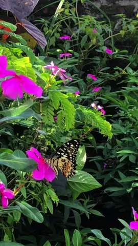 🦋🦋 #kupukupu #butterfly #videoaesthetic #fotoaestetic#