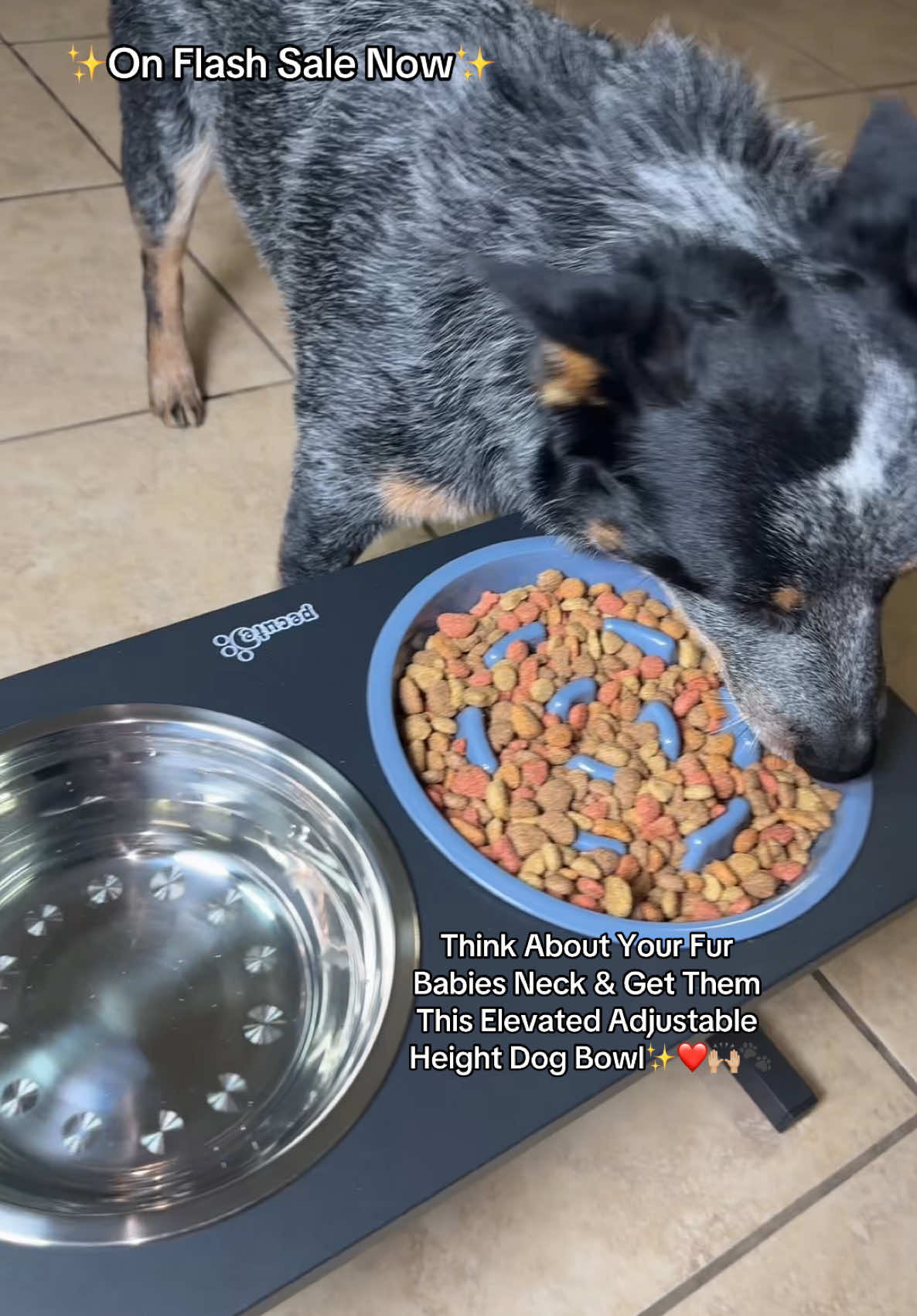 Reduce Orthopedic Pain, Bloat, & Messes With This Elevated Dog Bowl For Your Fur Baby✨❤️🐾🛒 #ElevatedDogBowl #Dogs #dogsofttiktok #doglover #doglifestyle #dogsoftiktokviral #blueheelersoftiktok #blueheeler #dogtok #Dogbowl 