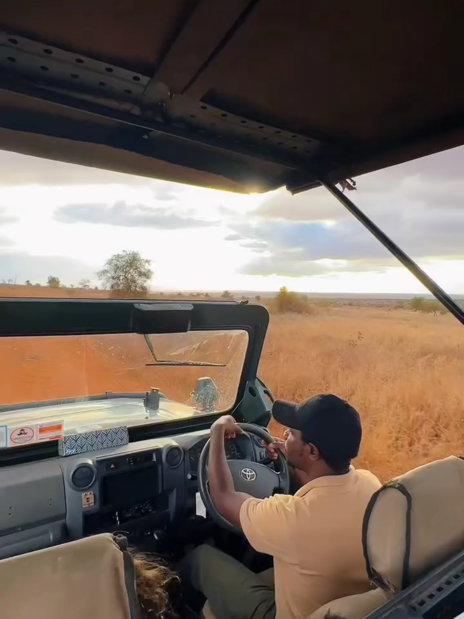 game drive #2025 #tourism #travelwithsonofjack #phtography #wildlife #videoviral #lion 