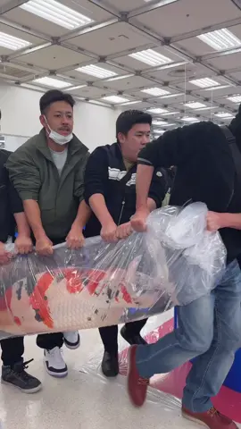 ONE OF THE WORLDS BEST KOI FISH!😍💥👌💥🐟 #koi #koifish #tokyo #carp #sanke #carppassion #koitok #fish #koicarp #big #bigfish #bigcarp #beautiful #carpworld #nature #carpworldonline #tik #japan #viral #viral_video #tok #carptok #fishtok #wowww #fyp #tik_tok #videoviral #amazing #foryoupage❤️❤️ #carpoftheday #koipond 