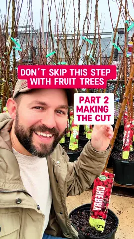 Watch to the end to see the cut! 🌳✂️  When planting, making a heading cut is crucial to help your tree develop strong, low scaffold branches. Why? 🍎 So you can easily reach your fruit and keep your tree size manageable! 🌿 If you skip this step, your tree might grow tall, awkward branches that are tough to fix later. 😬 For trees like sweet cherries, which are often grown as a central leader, you can still make a heading cut! 🍒 A new leader will naturally form, and your tree will stay healthy and productive. 🙌 This tree needs a cut between 24-36” but for peaches and plums that are open center pruned, I may go as low as 18” if the tree is young enough. 🍑 🌳  You can see from my existing cherry 🍒 tree that it will push out new branches low to the ground. This is optimal for home orchard environments to avoid having to use a ladder 🪜 to harvest your fruits 🍎. Have you made a heading cut on your trees? How has it worked out? Drop your experience in the comments below! 👇✨ #fruittrees #growingfruit #cherries #cherry tree #orchard #growyourownfood #fruits #fruit #landscaping #gardening #pruning #growfood 